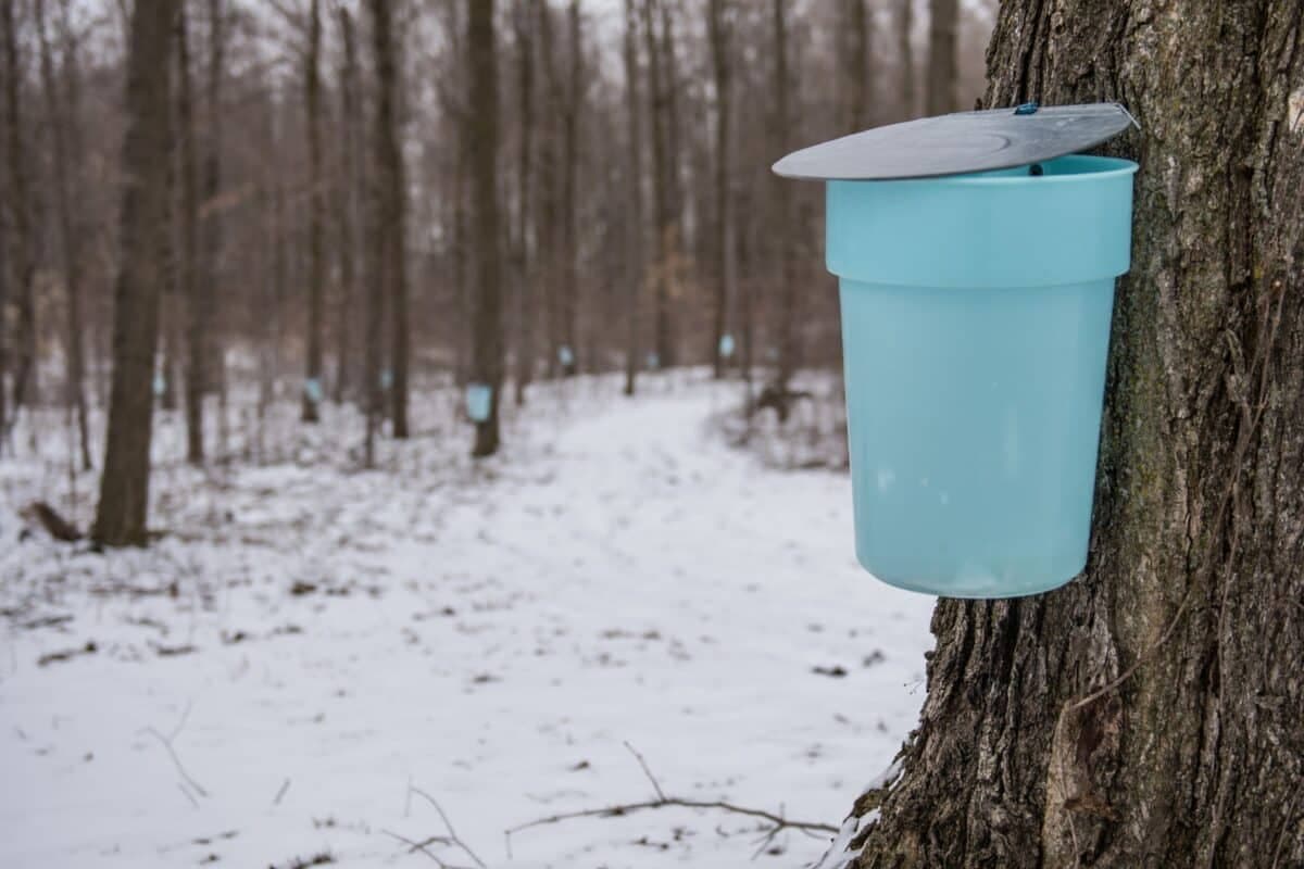 Elmira Maple Syrup Festival 2027 — event in Elmira, Ontario